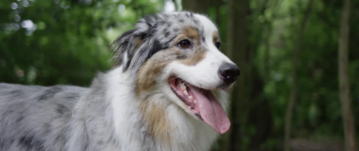 A dog with white and gray fur with its tongue out and behind it are some trees