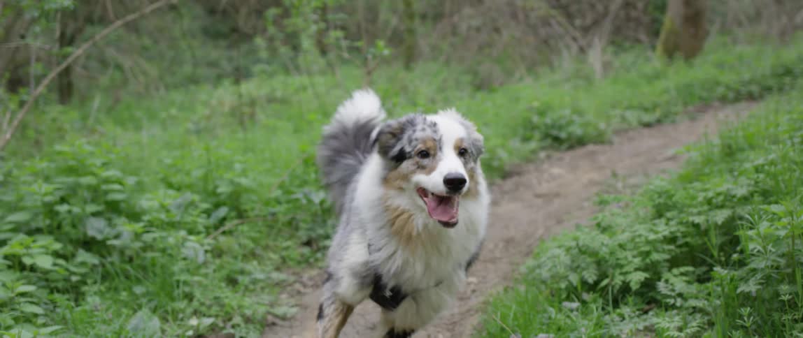 A dog running at high speed in a park