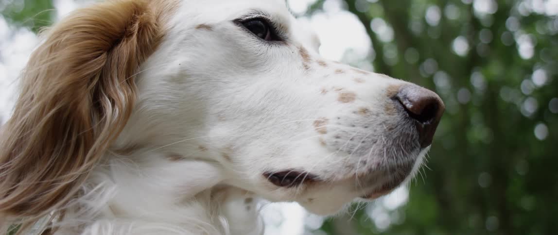 A white dog with a brown muzzle outdoors