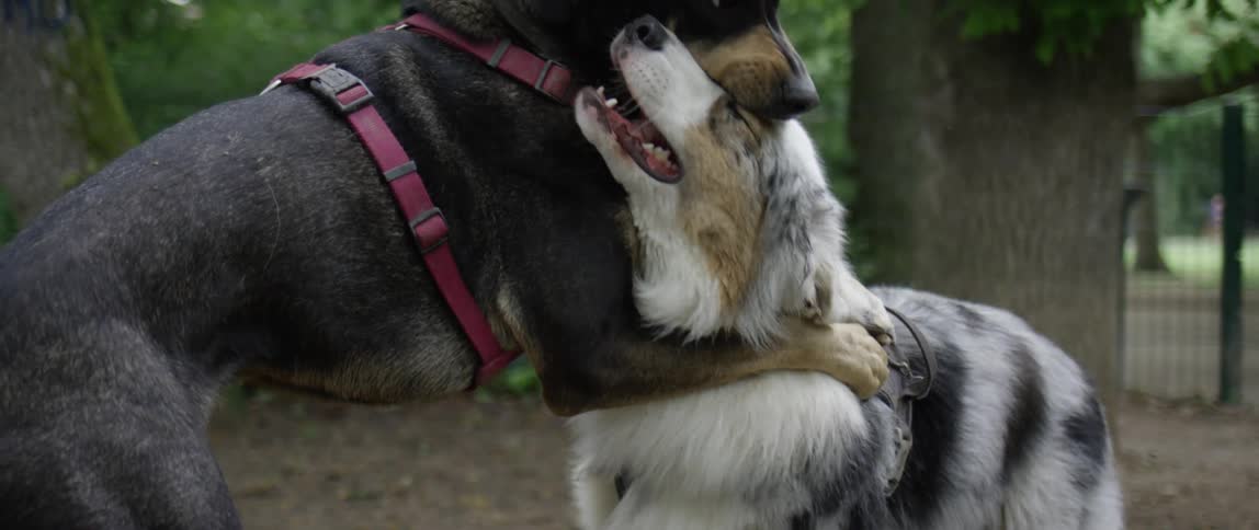 Two dogs playing in a park