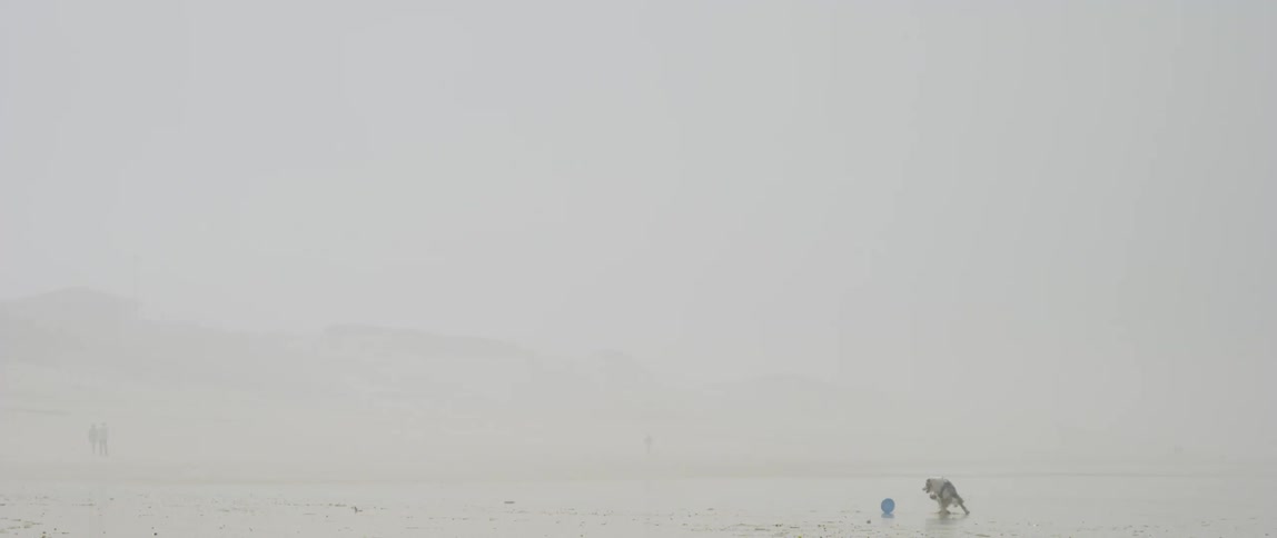Dog running on the beach and fetching a toy disc on a foggy day