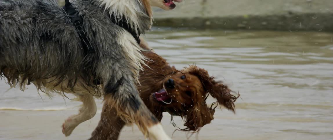 Two dogs running by the sea on a beach