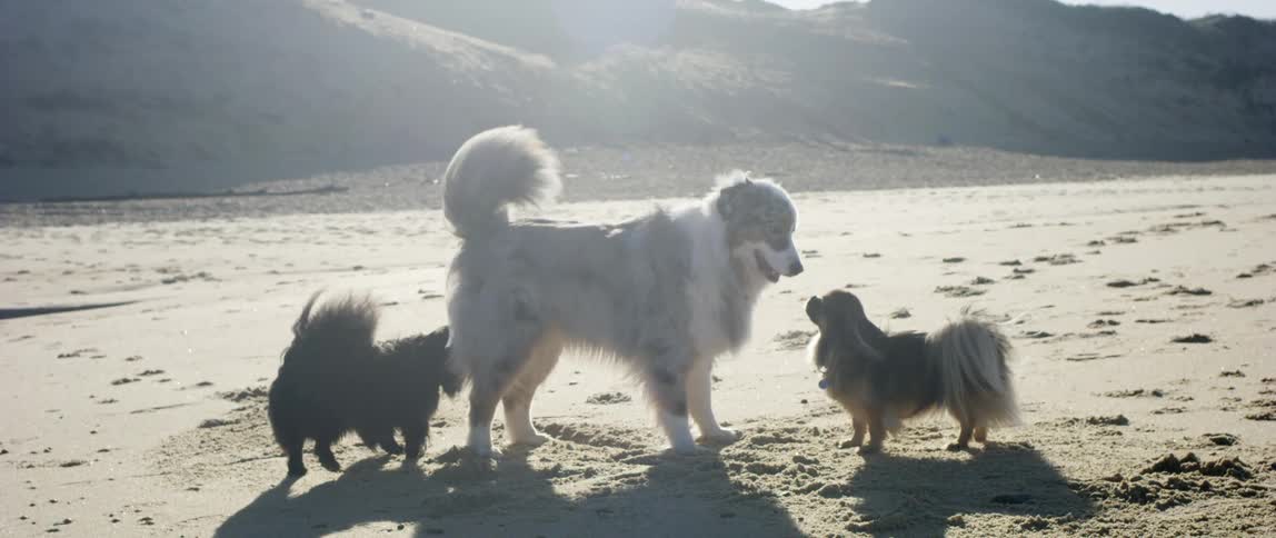 Dogs on the beach sniffing each other and running