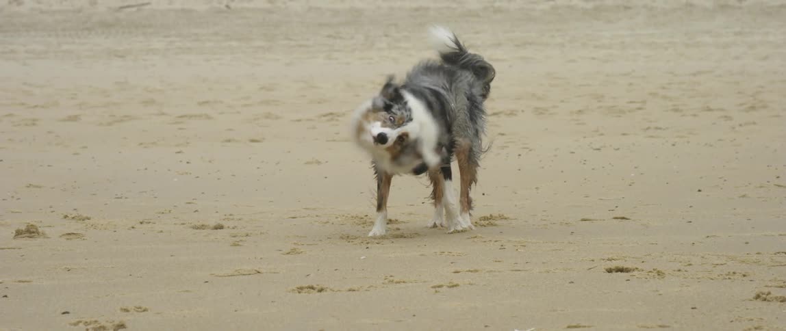 Drenched border collie shaking off its long haired black fur on a beach