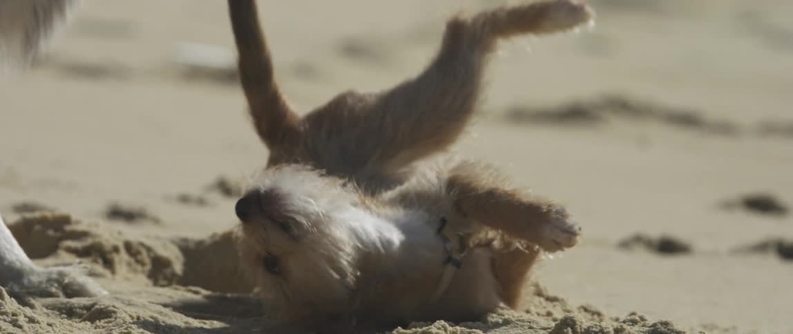 Two dogs playing on the beach sand