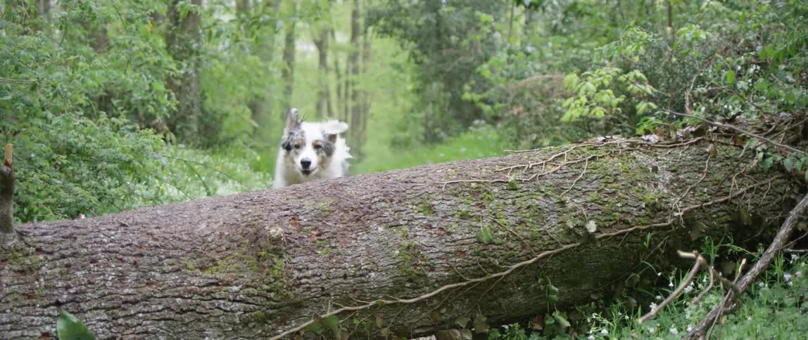 Australian shepherd running and jumping over a fallen tree in the midst of the forest