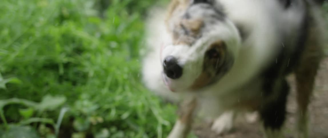 A dog shakes the water off its fur