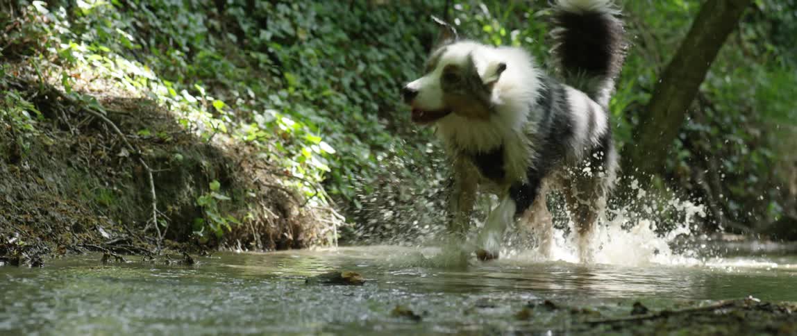 A longhaired dog splashes through the stream and runs up the hill