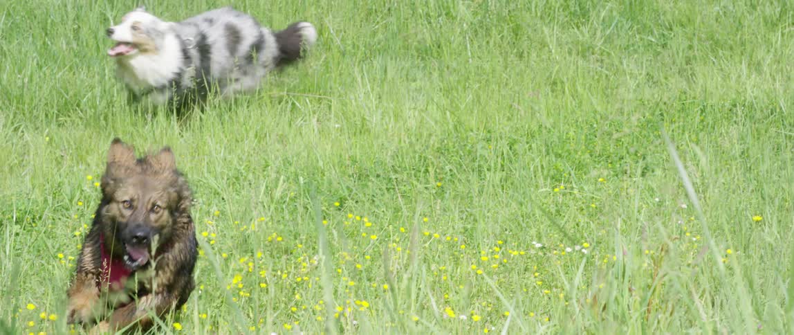 Dogs run through field of grass scattered with yellow wildflowers