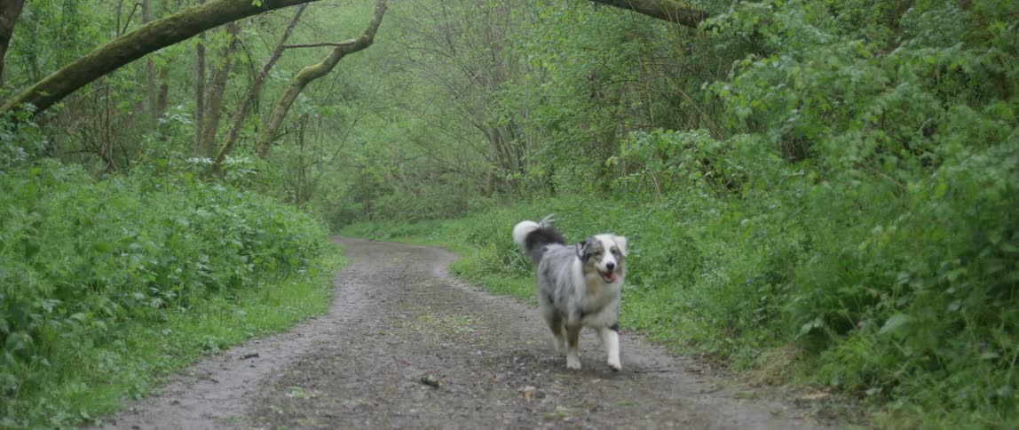 A dog in the woods turns and runs toward the camera
