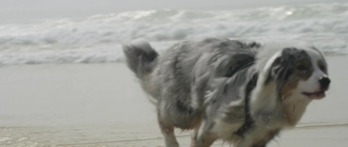 Australian shepherd running on the beach sand