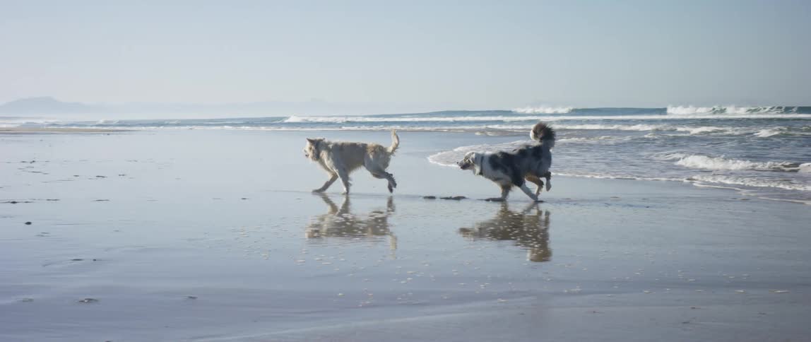 Two dogs chase each other around on the beach