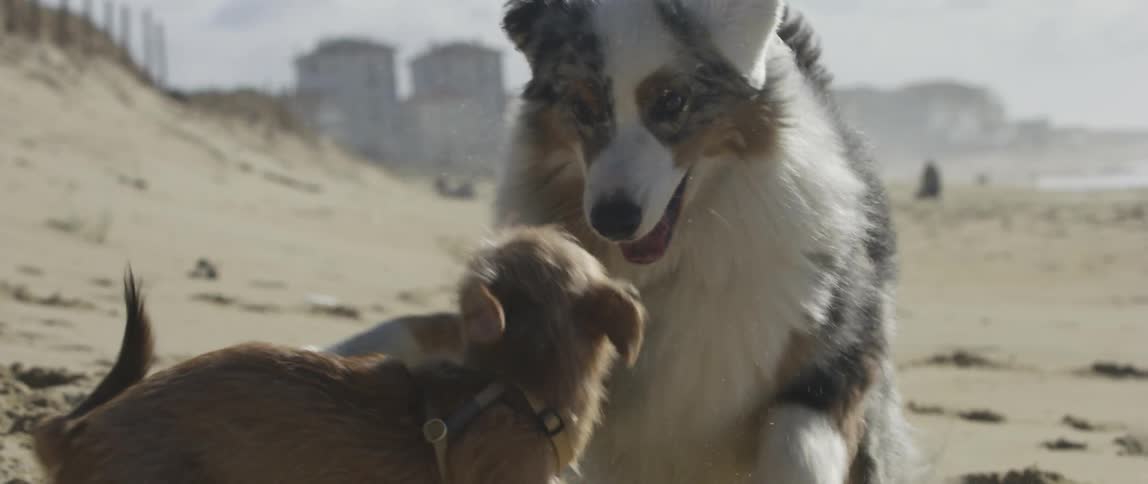 Two dogs running and playing with each other on a beach