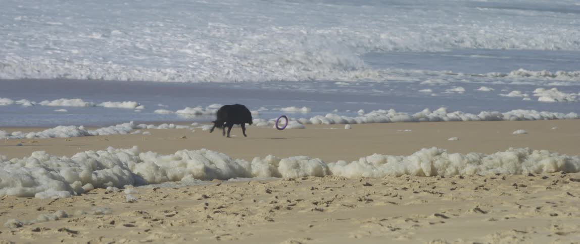 A dog running on a foamy beach to chase a toy loop