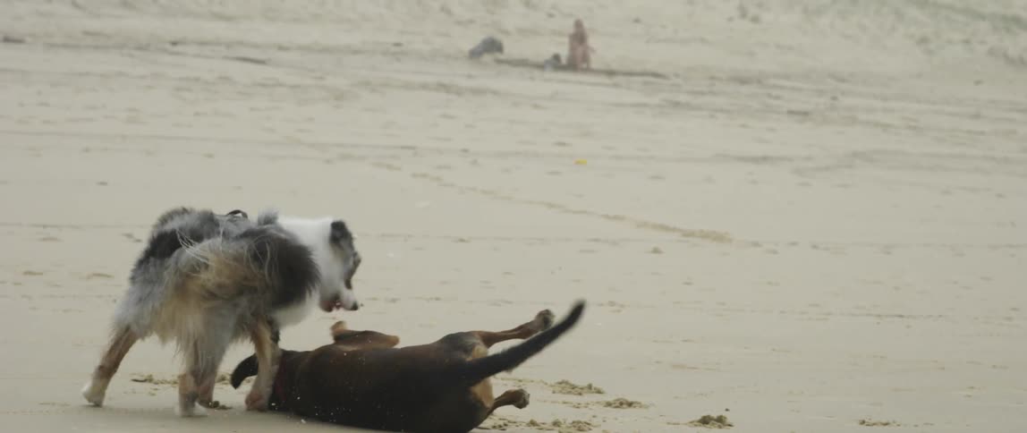 Two dogs play on the beach with a sandcastle in the background