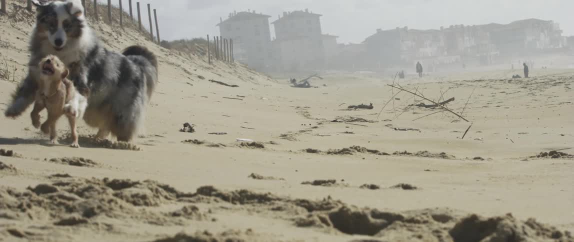 Dogs chase each other on the beach during the sunny day