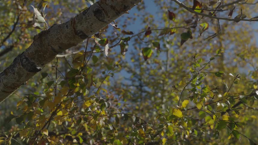 Green and yellow leaves of a birch tree around in the wind on a sunny day with other trees and a blue sky in the background