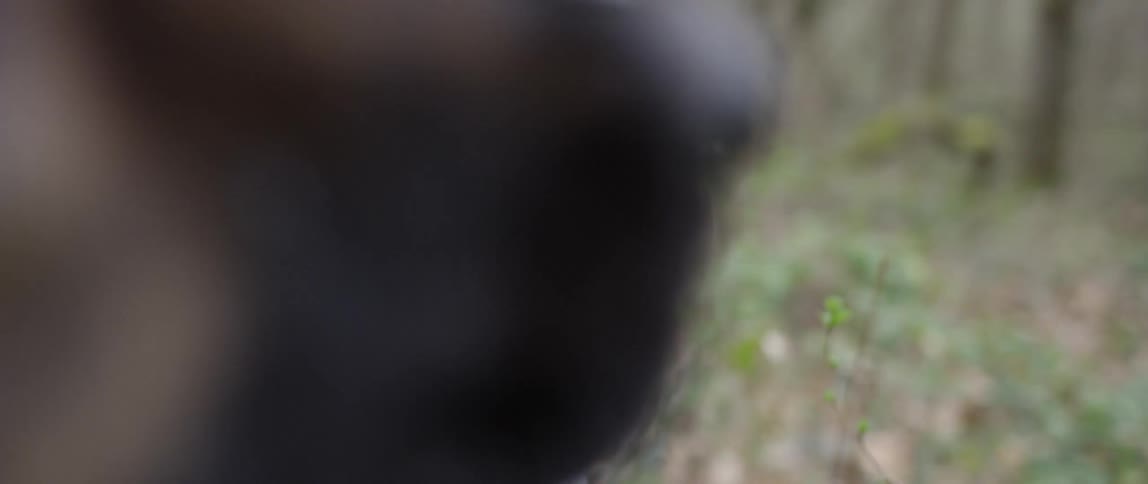 Closeup of two dogs side by side in nature