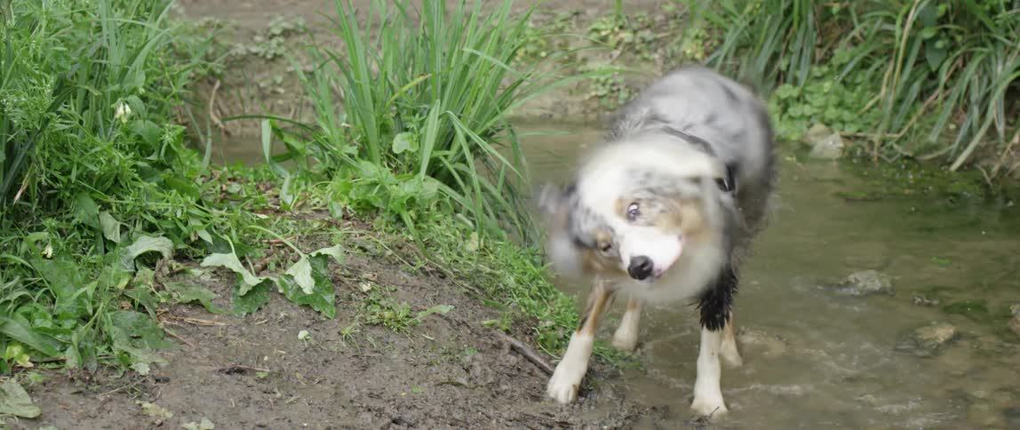 Australian shepherd shaking its body and splashing water