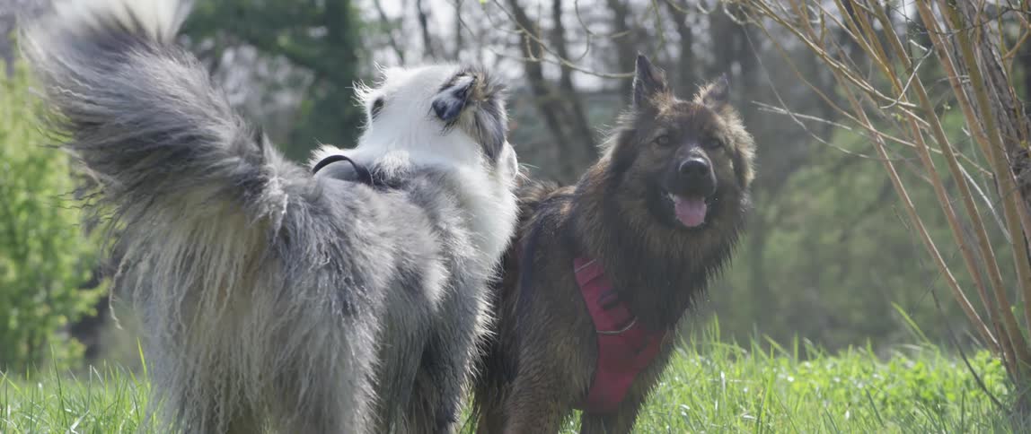 Dogs play in a park during the day