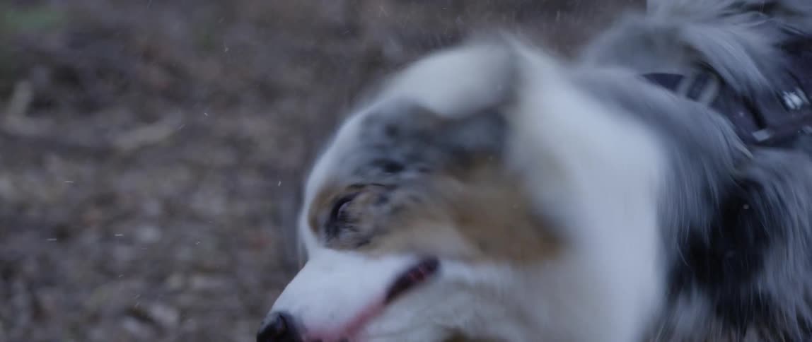 Dog standing outdoors shakes itself to dry its wet fur