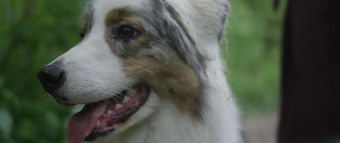 Close up of australian shepherd