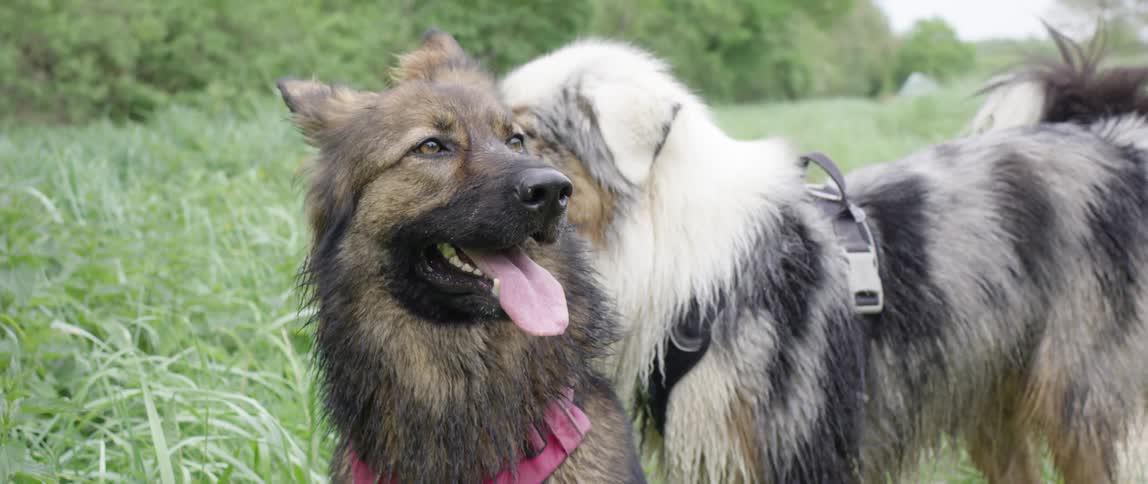 Two dogs looking around on field of tall grass