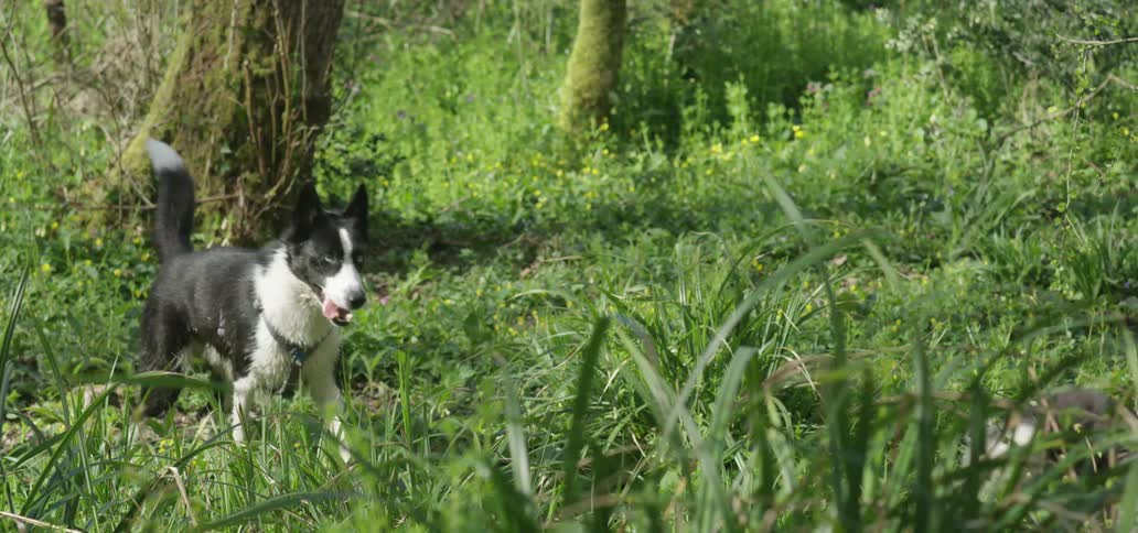 Two dogs are running in the woods