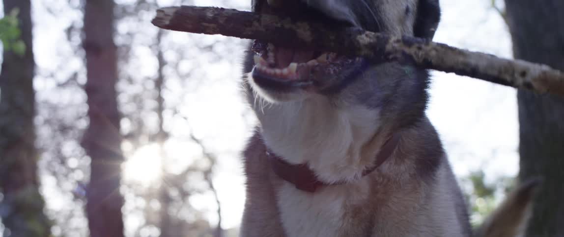 A dog looks around while standing outside and holding a stick in its mouth