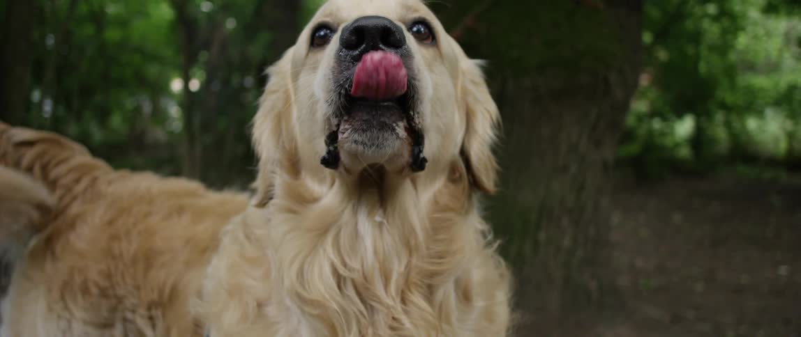 A dog running after something in a park