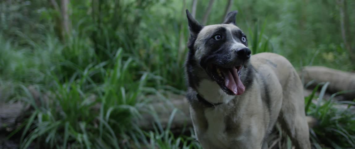 Belgian malinois in the green forest