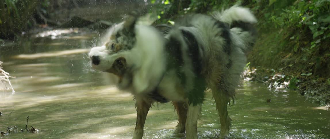 A dog in a woodland is standing in a stream shaking water from his fur in the daytime