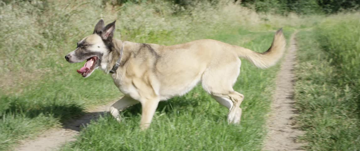 A german shepherd dog happily runs around in some tall grass