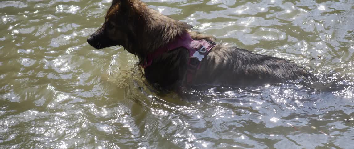 Dog fetching a stick from the river