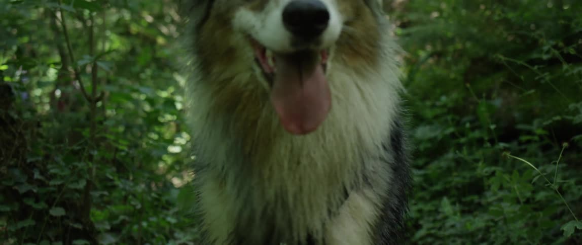Australian shepherd walking straight in the midst of nature