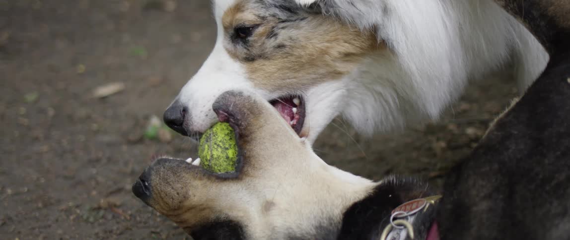 Two dogs play together with a tennis ball