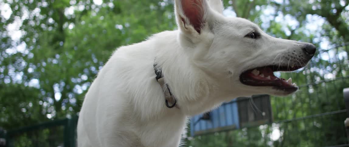 Whitefurred dog chewing on some food in an outdoor setting