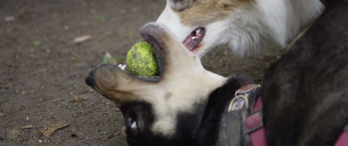 Two dogs rolling on a dirty ground together playing with a tennis ball