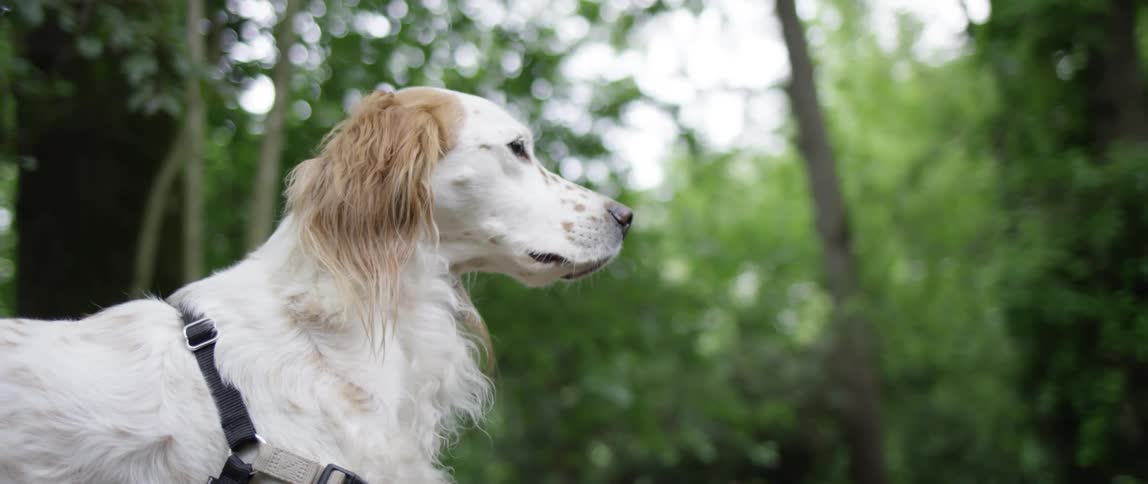 A dog standing looking at the trees in a park