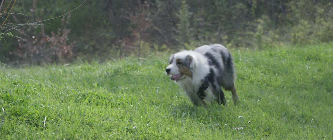 Two dogs run through grass in field near woods