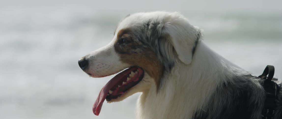 Closeup of an australian shepherd on the beach