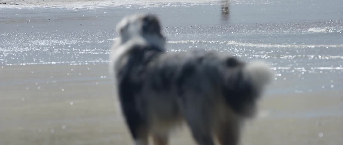 Dog stands on beach near water during the day