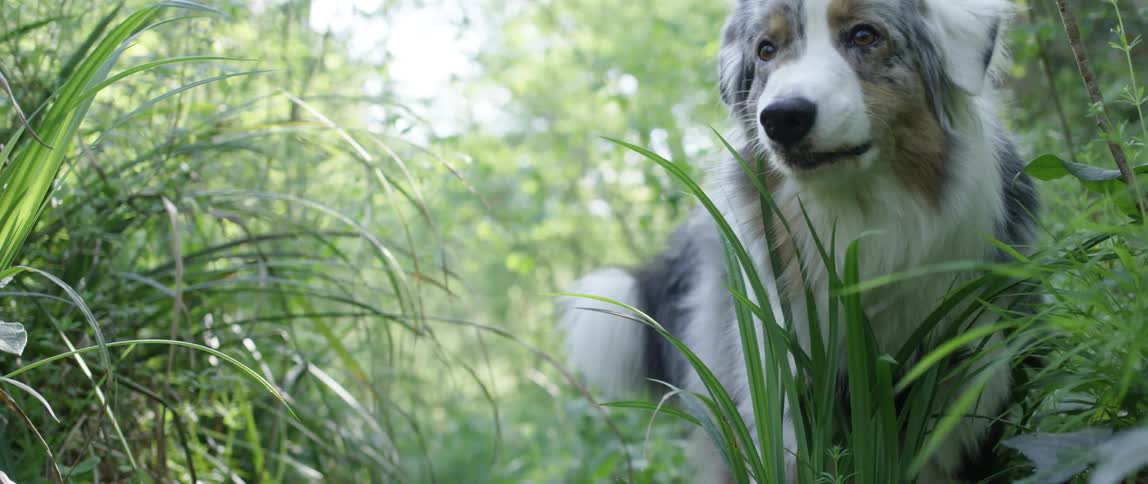 Dog eating green grass in the countryside