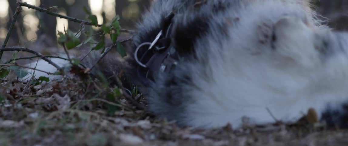 The dog is rolling around in the dirt