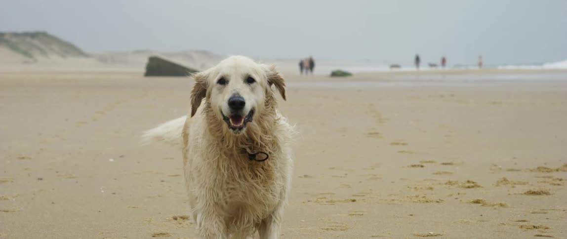 A dog runs along a sandy beach with a group of people in the background