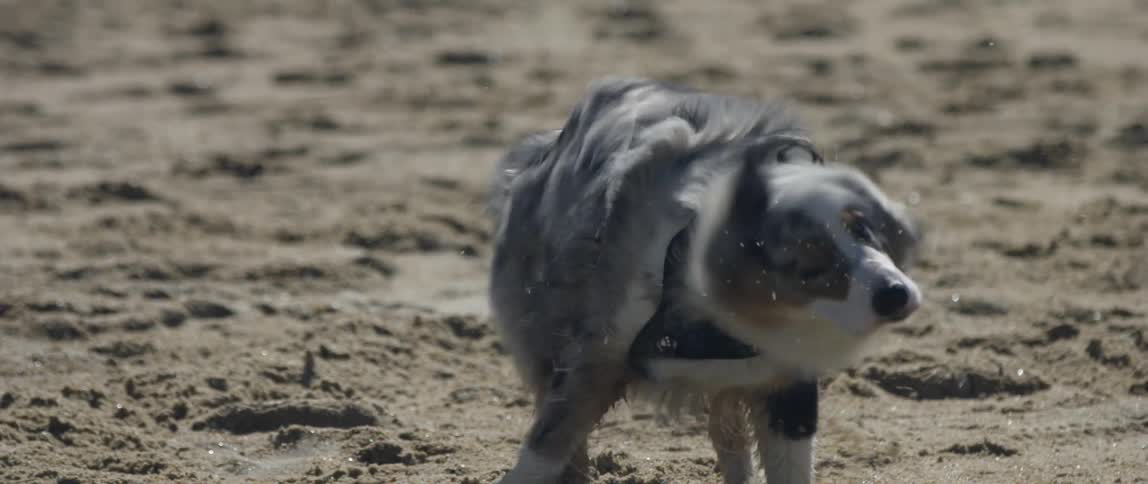 A wet dog shakes to get the water off