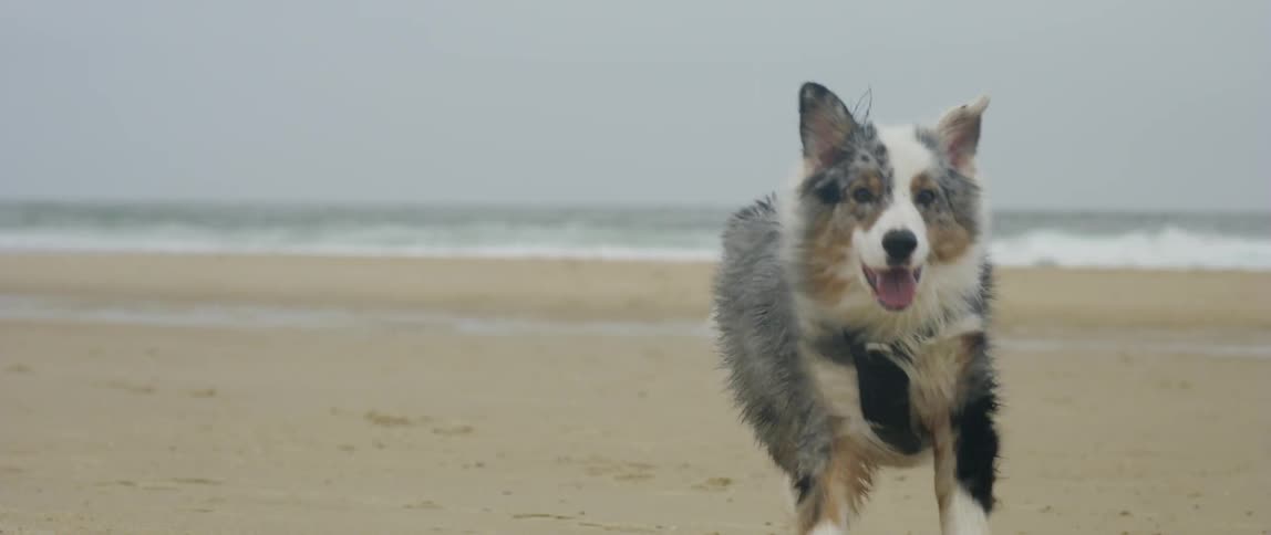 Dog wearing a black harness runs on the beach offleash