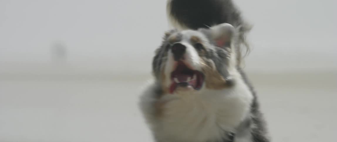 An australian shepherd dog running in the sand on the shore of a beach