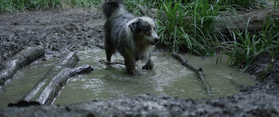Three dogs crossing a water puddle with one of them taking a drink and then continuing to run