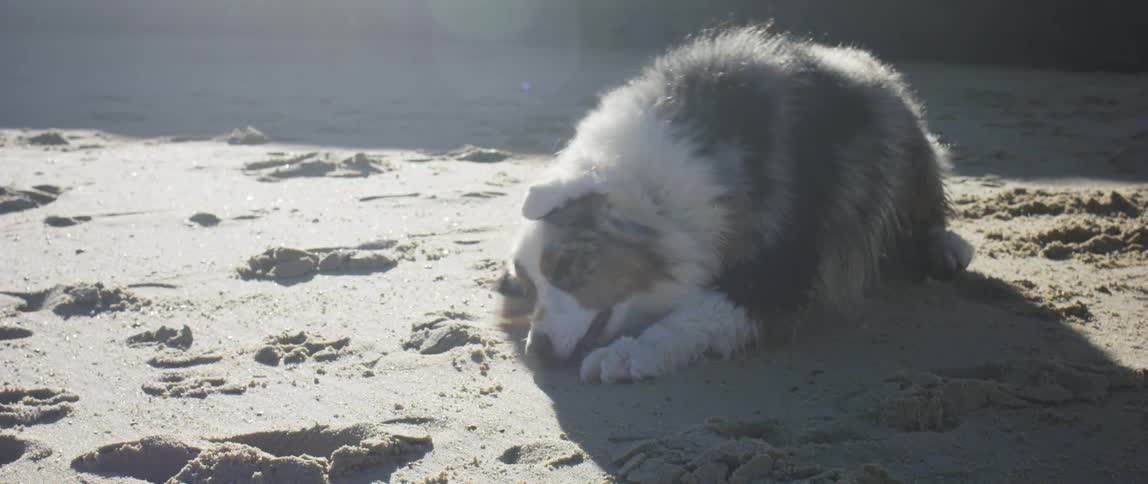 A dog is walking on a beach pausing to roll around in the sand